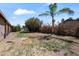 Grassy backyard features a mature shade tree and is ready for entertaining at 18212 N 43Rd Pl, Phoenix, AZ 85032