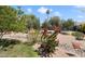 Lush front yard with desert landscaping and mature trees at 12826 W Maplewood Dr, Sun City West, AZ 85375