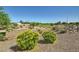 Landscaped area with well-maintained shrubs, plants and trees at 2955 E Flossmoor Ave, Mesa, AZ 85204