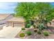 Charming single-story home showcasing a well-manicured lawn, mature tree, and a three-car garage at 694 W Beechnut Dr, Chandler, AZ 85248