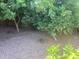 Backyard filled with lush trees, creating a private and serene outdoor space at 1036 E Wagon Wheel Dr, Phoenix, AZ 85020