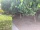 Backyard filled with lush trees, creating a private and serene outdoor space at 1036 E Wagon Wheel Dr, Phoenix, AZ 85020