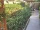 Lush garden featuring a variety of plants, adding a touch of nature to the property at 1036 E Wagon Wheel Dr, Phoenix, AZ 85020