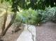 Lush garden with gravel, palm trees, stone walkway, and a vibrant touch of tropical paradise at 1036 E Wagon Wheel Dr, Phoenix, AZ 85020