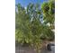 Backyard features a mature producing citrus tree at 930 N Sandal Cir, Mesa, AZ 85205
