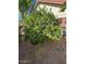 Backyard features a producing citrus tree with fruit at 930 N Sandal Cir, Mesa, AZ 85205