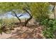 Lush backyard showcases mature trees, desert landscaping, and a tranquil setting at 11008 N 119Th Pl, Scottsdale, AZ 85259