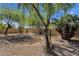 Spacious backyard featuring desert landscaping, mature trees, decorative rocks, and a well-kept brick privacy wall at 1641 W Windsong Dr, Phoenix, AZ 85045