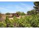 Exterior view of a dilapidated shed surrounded by overgrown vegetation at 2921 N 103Rd Ave, Avondale, AZ 85392