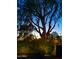 Mature trees with bare branches reach for the sky as dusk settles over the neighborhood at 3201 E Colter St, Phoenix, AZ 85018
