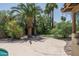 Lush backyard featuring mature trees, patio, and potential landscaping at 6101 E Beck Ln, Scottsdale, AZ 85254