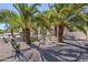 Lush desert landscape design featuring cactus, aloe and palm trees in the front of the home at 4928 E Paradise Ln, Scottsdale, AZ 85254