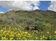 Vibrant yellow wildflowers blooming in the community area beneath a mountain range at 5607 W Alyssa Ln, Phoenix, AZ 85083