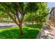 Street view with grass and mature trees offering shade on a sunny day in the neighborhood at 905 S Osborn Ln, Gilbert, AZ 85296
