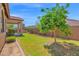 Lush backyard with a grassy lawn, a small citrus tree, and a covered patio at 7261 E Norland St, Mesa, AZ 85207