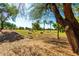 Serene neighborhood park featuring grassy fields, mature trees, and scenic walking paths at 780 W Morelos Ct, Chandler, AZ 85225