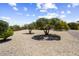 Spacious backyard with decorative gravel and mature trees offering natural beauty and shade at 17009 W Eureka Springs Dr, Surprise, AZ 85387
