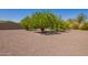 Spacious backyard includes fruit trees with surrounding wall at 24840 S 195Th St, Queen Creek, AZ 85142