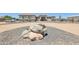 Charming single-story home showcasing rock accents, gravel landscaping, and a circular driveway at 28156 N Edwards Rd, San Tan Valley, AZ 85143