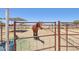 Horse in pen on property. Well-maintained equestrian facilities for horse lovers at 28156 N Edwards Rd, San Tan Valley, AZ 85143