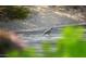 Charming Quail strolls the backyard path under warm sunny skies at 1637 N Quartz Valley Rd, Scottsdale, AZ 85266