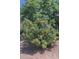 Outdoor garden with fruit trees, providing fresh produce and a beautiful landscape at 5102 W Whispering Wind Dr, Glendale, AZ 85310