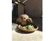 Cute tortoise eating fresh greens outside at 5127 W Dobbins Rd, Laveen, AZ 85339