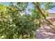 Backyard featuring an apple tree with fruit growing, mature trees and minimal stone landscaping at 23090 S 201St St, Queen Creek, AZ 85142