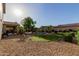 Lush backyard featuring a well-maintained lawn, a pool, and mature palm trees, creating a private oasis at 16178 W Granada Rd, Goodyear, AZ 85395