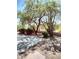Desert backyard with gravel, mature trees, and native plants create a serene retreat at 25150 N Windy Walk Dr # 14, Scottsdale, AZ 85255