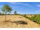 Large backyard showcasing ample space with newly planted trees along the fence line, ensuring privacy and natural beauty at 856 W Quail Cir, San Tan Valley, AZ 85143