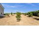 Expansive backyard featuring rows of young fruit trees, offering potential for a private orchard at 856 W Quail Cir, San Tan Valley, AZ 85143