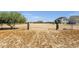 Expansive plot of land with mature tree and metal fencing, ready for customization and new construction at 856 W Quail Cir, San Tan Valley, AZ 85143