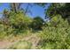 Overgrown backyard with mature landscaping and trees, creating a private outdoor space at 3303 E Clarendon Ave, Phoenix, AZ 85018