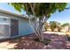 Charming backyard with brick pavers, mature shade tree and blue home exterior at 8042 W Mariposa Dr, Phoenix, AZ 85033