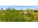 Scenic community view featuring lush greenery and distant mountain views at 2090 S Dorsey Ln # 1019, Tempe, AZ 85282
