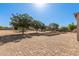 Large dirt backyard area with trees and potential for customization at 31700 N Sunflower Way, San Tan Valley, AZ 85143