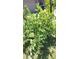 Close-up of a vibrant fruit tree in the yard with plenty of produce at 5539 E Dragoon Ave, Mesa, AZ 85206