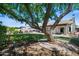 Lush backyard featuring mature trees, green grass, patio, and pool area at 4507 E Duane Ln, Cave Creek, AZ 85331