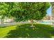 Turfed backyard with mature tree and fence separating the golf course at 7318 S Mcallister Ave, Tempe, AZ 85283