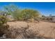 Expansive backyard featuring desert landscaping and mature trees on a sunny day at 9735 W Altadena Dr, Casa Grande, AZ 85194