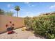 Private backyard boasts a decorative pot, small shrubbery, and an attractive palm tree view at 18416 N Spanish Garden Dr, Sun City West, AZ 85375