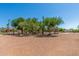 Expansive dirt lot with mature trees offering a serene outdoor space at 8043 E Laurel St, Mesa, AZ 85207