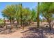 Landscaped yard featuring mature trees, cacti, and rustic fencing offering a serene outdoor space at 8043 E Laurel St, Mesa, AZ 85207