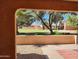 View from covered patio of landscaped yard with green grass and mature shade trees at 8940 W Olive Ave # 39, Peoria, AZ 85345