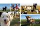 Fun dog park with friendly dogs and owners enjoying the outdoors at 5775 N Oak Creek Dr, Eloy, AZ 85131