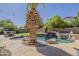 Scenic pool area with mature palm trees and rock features, perfect for outdoor enjoyment at 1441 E Folley Pl, Chandler, AZ 85225