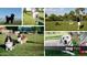 Community dog park featuring various dog breeds, manicured lawns and landscaping, offering an enjoyable space for pets at 16777 W Sheila Ln, Goodyear, AZ 85395