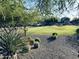 Community park featuring lush lawn, mature landscaping, and distant residences at 1630 W Pecan Rd, Phoenix, AZ 85041