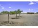 Expansive, sandy yard featuring young trees and a clear view of the property's structures at 13050 N Breeze Way, Maricopa, AZ 85139